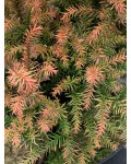 Cryptomeria ’Vilmorin Gold’ восени
